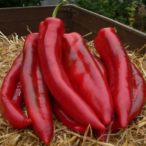 Corno di Toro (bikaszarv) paprika