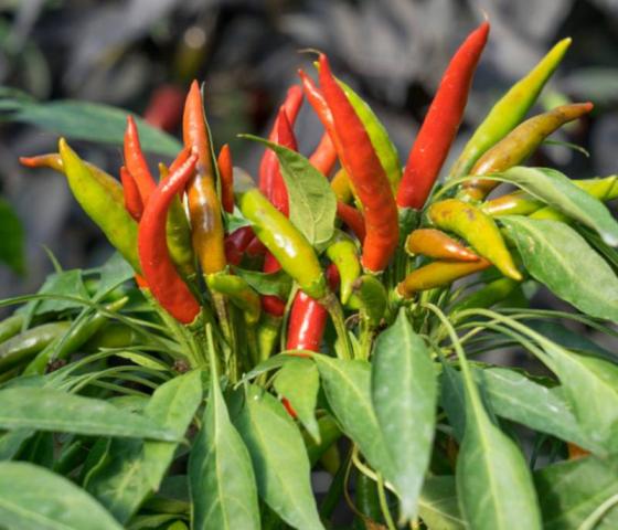 Chili paprika - cserépben