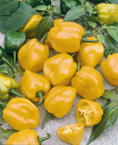 Habanero paprika